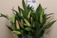 Lilium S Ot Petacas X10 Holland