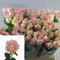 Rose Bisou 70 sm