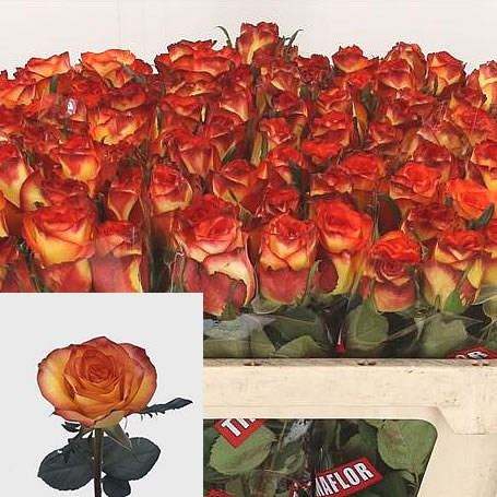 Rose High & Magic 60 sm