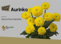 Chr San Aurinko