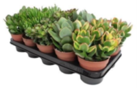 Crassula Gemengd