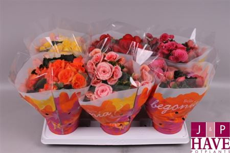 Begonia Du Gem 12/35