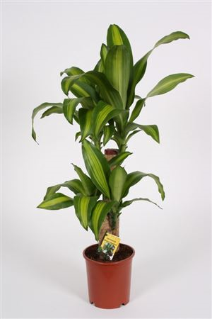 Dracaena Frag Massangeana 2pp