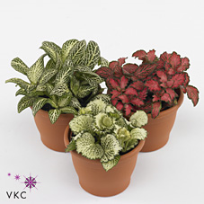 Fittonia Mix