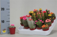Gymnocalycium Gem Mammilaria