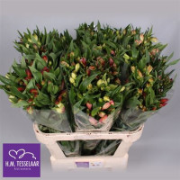 Alstromeria Wonder Sweet 70 sm Holland