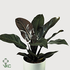 Philodendron Imperial Red