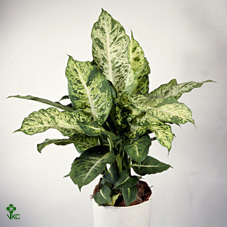 Dieffenbachia Mars  24/80