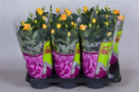 Rosa Palace Silvia (grower)