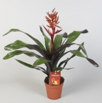 Aechmea Roz Elegant Red 12/55
