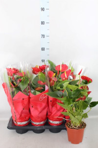 Anthurium Red Winner 17/80