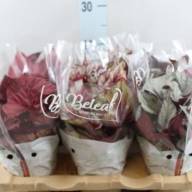 Begonia Bel Mix листова 9/12 - 37bed04a-a895-412f-bb76-7574983803d2 (1)