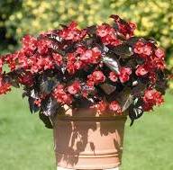 Begonia Bel Mix листова 9/12 - Без названия (10)