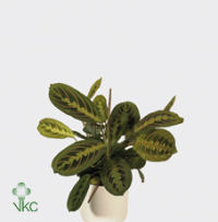 Maranta Fascinator 12/50