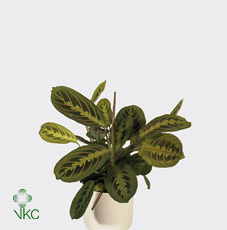 Maranta Fascinator 12/50