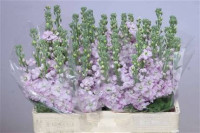 Matthiola Figaro Rose X10