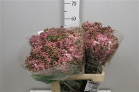 Syringa Dark Koster 60 sm