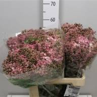 Syringa Dark Koster 60 sm - 4033054