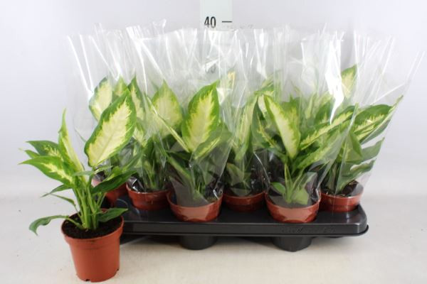 Dieffenbachia Camilla 12/40