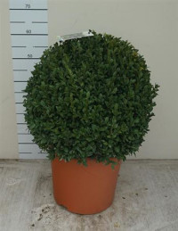 Buxu Sempervirens 32/105