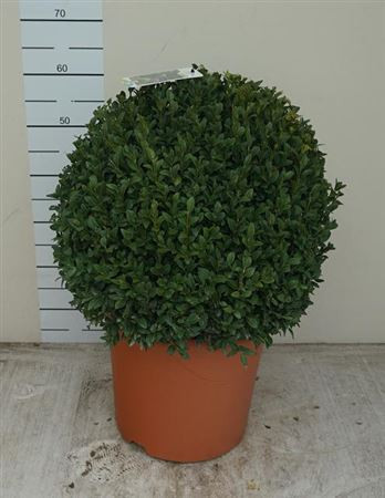 Buxu Sempervirens 32/105