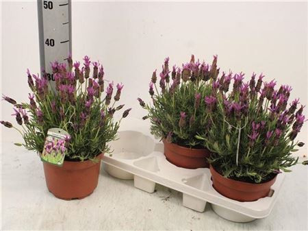Lavandula Stoechas 14/45