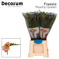 Freesia S Essence Holland X10