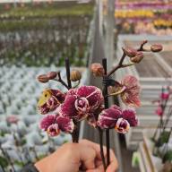 Phal 1-tak Phalaenova Paars Yellow 12/65 - IMG-20241203-WA0041