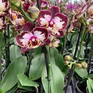 Phal 1-tak Phalaenova Paars Yellow 12/65 - изображение_viber_2022-07-15_17-58-32-253