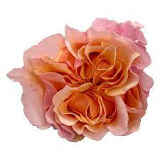 Mayras Peach 50 sm Ecuador