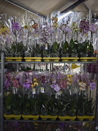 Phal 1-tak Phalaenova Taiwan Mix 12/65