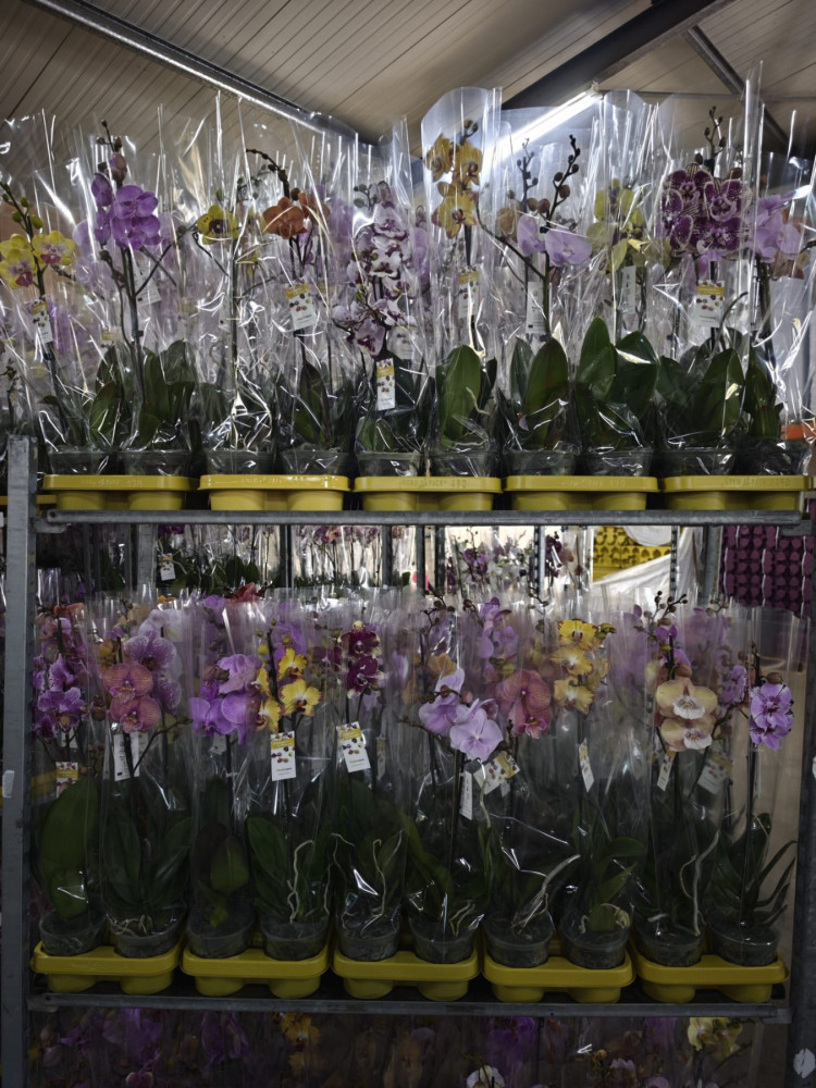Phal 1-tak Phalaenova Taiwan Mix 12/65