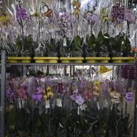 Phal 1-tak Phalaenova Taiwan Mix 12/65 - зображення_viber_2025-05-23_13-02-42-057