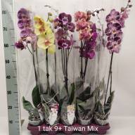 Phal 1-tak Phalaenova Taiwan Mix 12/65 - IMG-f816f49c72cbe0a351b27809280227cf-V