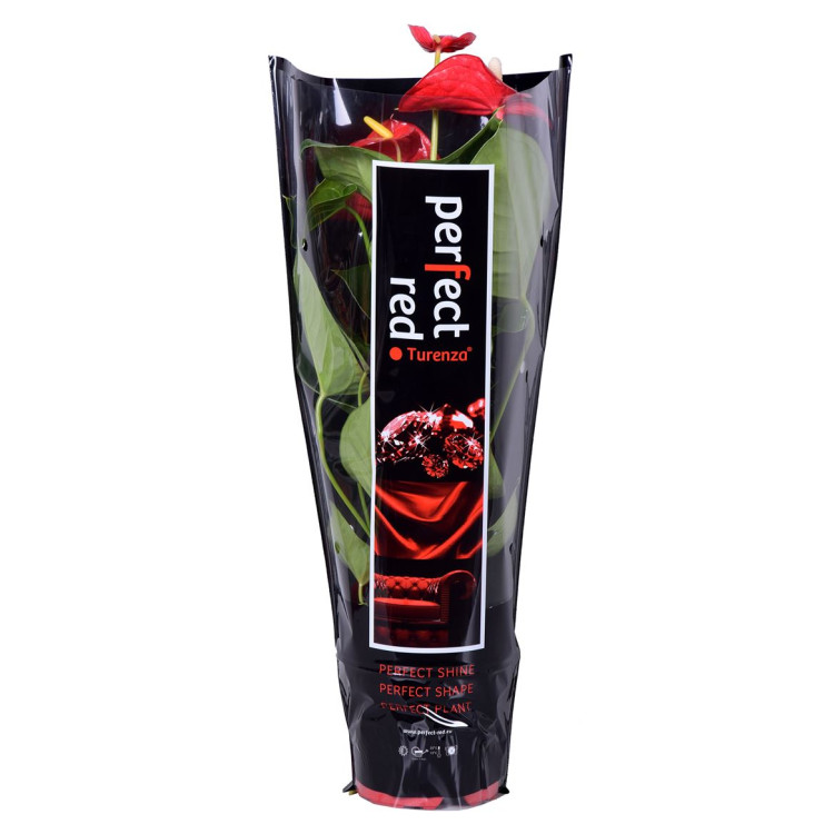 Anthurium Turenza 17/65