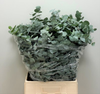 Eucalipt Cinerea Per Bos 50 sm