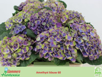 Hydr Z Mag Amethyst X5 - 35cm