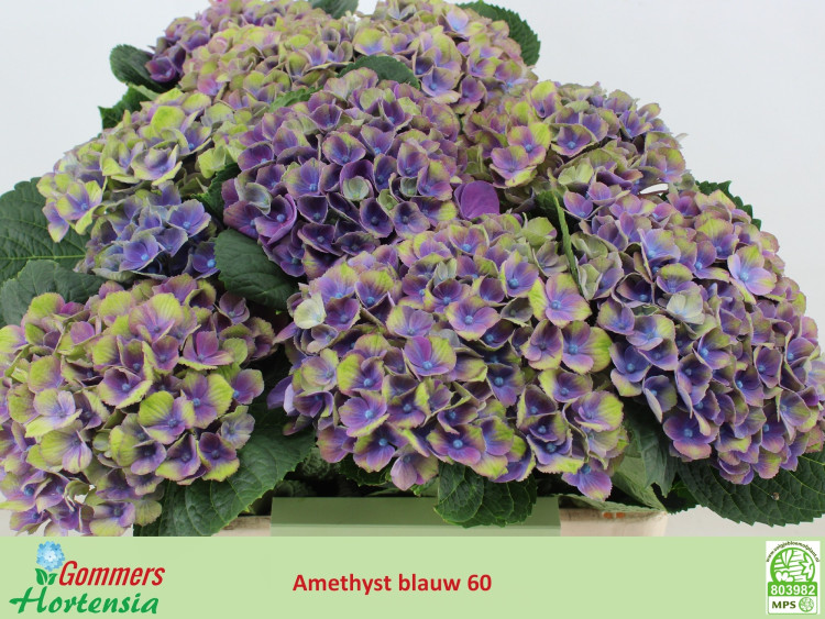 Hydr Z Mag Amethyst X5 - 35cm