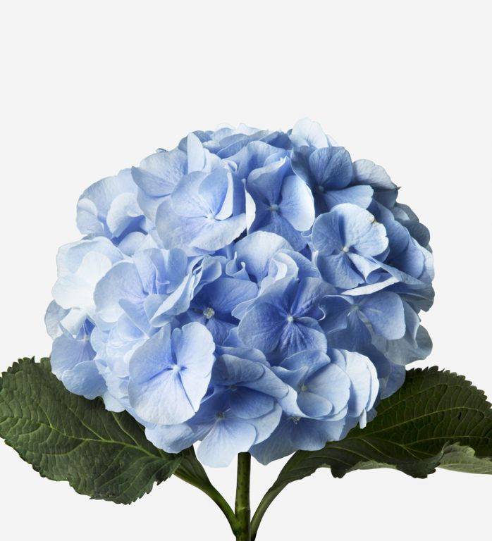 Hydr S Blue 60 sm X5