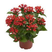 Bouardia Bellev Fire Red 12/25