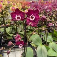 Phal 2 Yuka 12/45 - IMG-9cc4fbffc979c1d3316bcc9bfe82c875-V