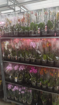 Phal A2 2-tak Parfum Multi Mix 12/35