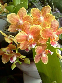 Phal Phalaenova Oranje 12/65