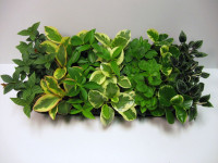 Pent Lanceolata Mix 510/25