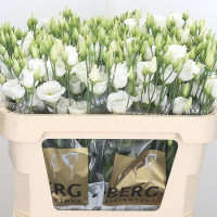 Eustoma MIX Holland 65 sm