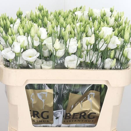 Eustoma MIX Holland 65 sm