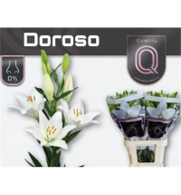 Lilium S La Doroso X10 Holland