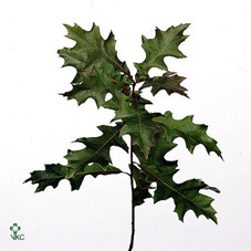 Quercus Palustris