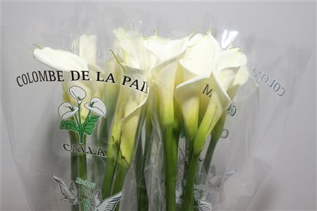 Zant Ae Colombe Paix