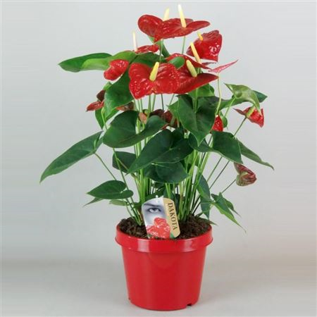 Anthu An Rood 6 Bl